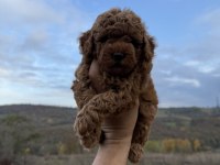 Red brown Kore poodle