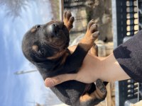 Europen baba A şecereli kızıl ve siyah doberman yavrular