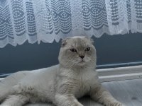 Erkek scottish fold mavişimizi sahiplendiriyoruz