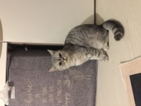 Fıstık Hamım British Shorthair