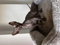 Dişi Sfenks (sphynx) yavruları