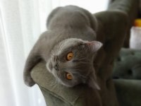 Orijinal british shorthair