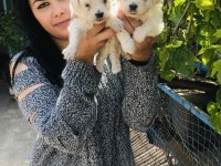 Maltese terrier yavrularım