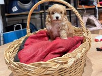 Muhteşem Maltipoo Bıcırıklar