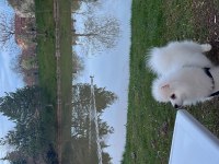 Erkek beyaz pomeranian