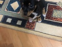 Orijinal yavru chihuahua