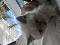 British shorthair mükemmel tüylere sahip