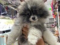Pomeranian köpeği 4 aylık erkek