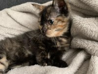 ÇEKMEKÖY 1.5 AYLIK TEKİR KEDİM