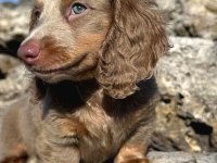 ISABELLA LONG HAİR DACHSHUND EN ÖZEL YAVRU