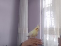 Zamanım olmadığımdan kuşumuzla ilgilenemiyorum