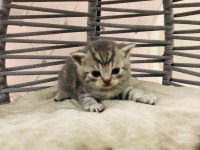 British Shorthair Yavru Kedilerimiz Yeni Evlerini Arıyor