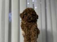 Toy Poodle yavrularımız