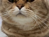 Çok sakin bir beyefendi scottish fold