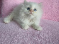 British shorthair yavruları