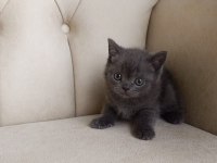 Safkan orijinal british shorthair yavrularımız