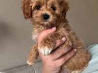 4 Kıvırcık Kıvırcık Maltipoo Bebekler