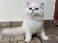 Muhteşem yakışıklı british longhair oğlum