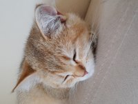 3 aylık british shorthair erkek