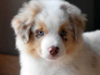 Çok iyi border collie yavruları