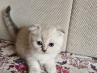 British longhair scottish straight
