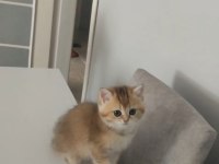 British Shorthair Ny25 Dişi
