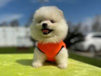 SHOW KALİTE TEDDY BOO YAVRULAR POMERANİAN