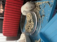 yavru hamster 3 haftalık