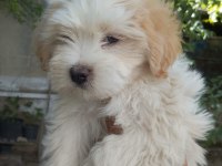 A kalite maltipoo