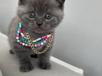 yavru scottish fold