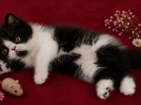 Safkan Exotic Shorthair bebekler