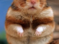 YAVRU HAMSTER VE KAFES KAMPANYA ÇOCUKLARA ÖZEL
