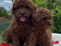 Kore Kanı Show Kalite Poodle Yavrular
