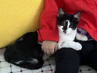 Smokin Dişi Uysal kedimiz tek istediği sevgi sıcak bir yuva