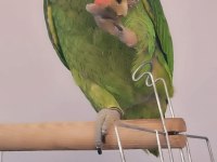 Ful Evcil Konuşma Mevcut Amazon Papağanı