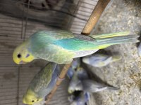 Yavru Muhabbet Kuşu Rainbow