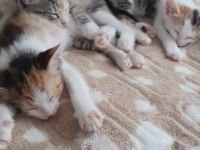 NAMİ'NİN YAVRULARINA YUVA ARIYORUZ