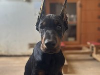 Şecereli doberman yavruları
