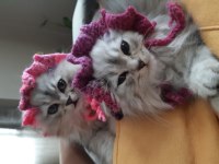 Chinchilla kedilerim yeni yuvasını arıyor