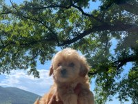 Küçük maltipoo miniklerim