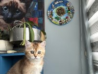 Ny11 safkan british shorthair