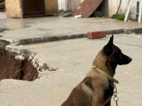 Belçika Malinois Belçika Kurt
