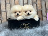 Pomeranian boo yavrulara yuva