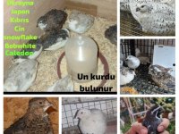 Bıldırcın yumurtası ve bıldırcın