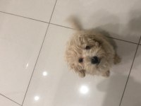 4 aylik erkek maltipoo