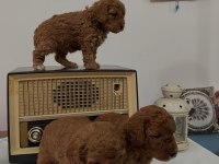 Muhteşem Irk Garantili Poodle Yavrularım