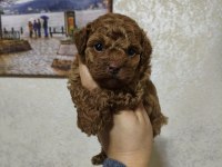 Dişi poodle bebek