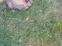 Cüce tavşan ve mini rex tavşanımız