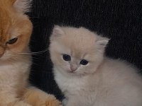 Rezerveye açık british shorthair yavrular