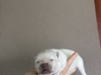 Pomeranian Boo Yavrular Yeni Ailesini Bekliyor